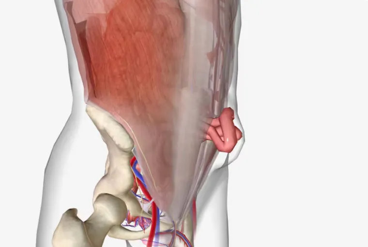 Fistula diagnosis and surgical treatment services